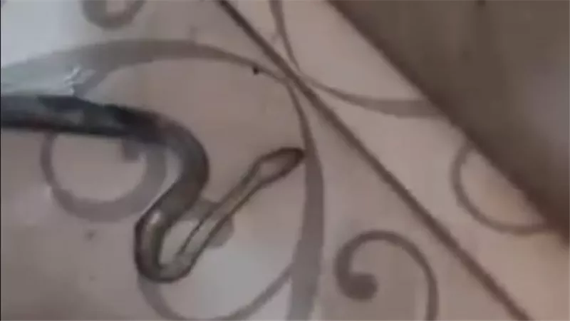 أهالى شبرا الخيمة يتداولون فيديو لخروج ثعبان من حمام المنزل 