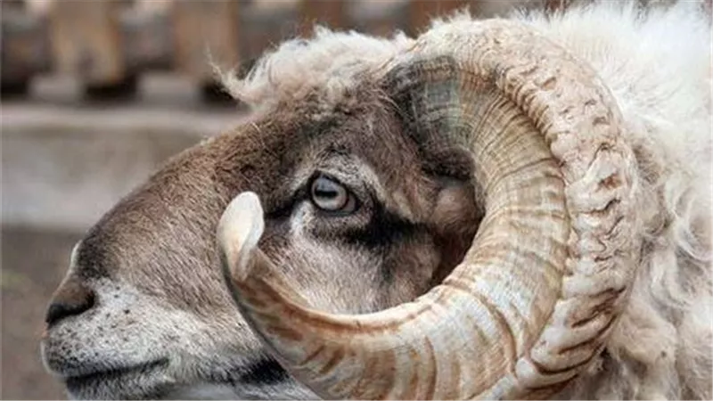 مصرع مسن في منطقة المعصرة.. خروف يهاجمه ويتسبب بوفاته