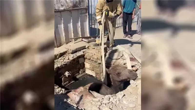  إنقاذ جمل سقط داخل فتحة صرف صحي في جنوب دولة كازاخستان 