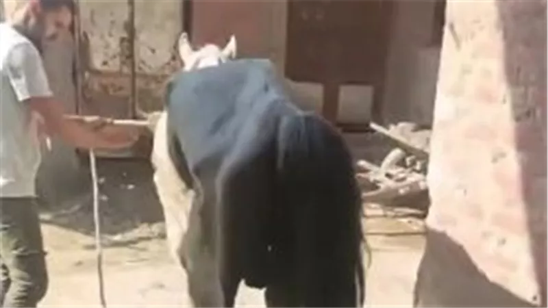 «هيكل عظمي يمشي على الأرض».. رحلة إنسانية لإعادة الحياة لحصان أنهكه الإهمال