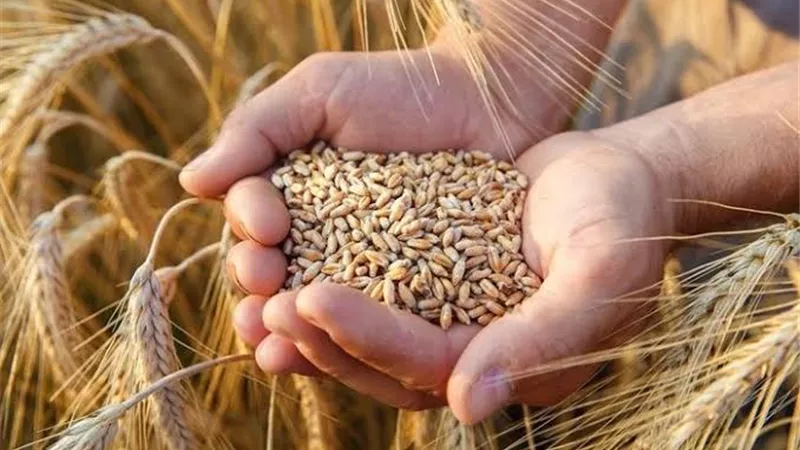 ارتفاع توريد القمح المحلي إلى 4.7 مليون طن بزيادة 19.6%