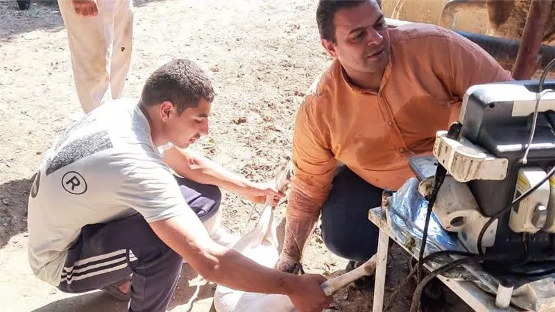 الخدمات البيطرية