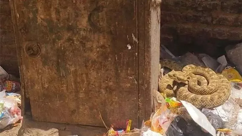 تداول صور أفعى صحراوية بجوار مدرسة البنات في بهجورة بنجع حمادي