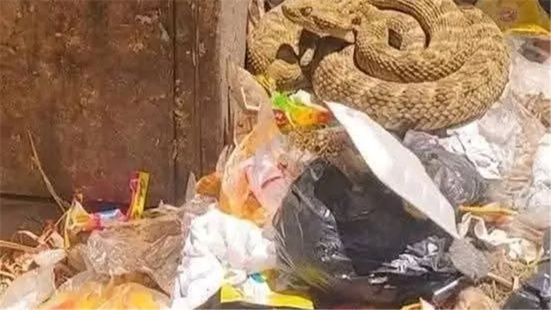 رئيس مدينة نجع حمادي يحسم الجدل حول أفعى بهجورة: الصور المتداولة ذكاء اصطناعي