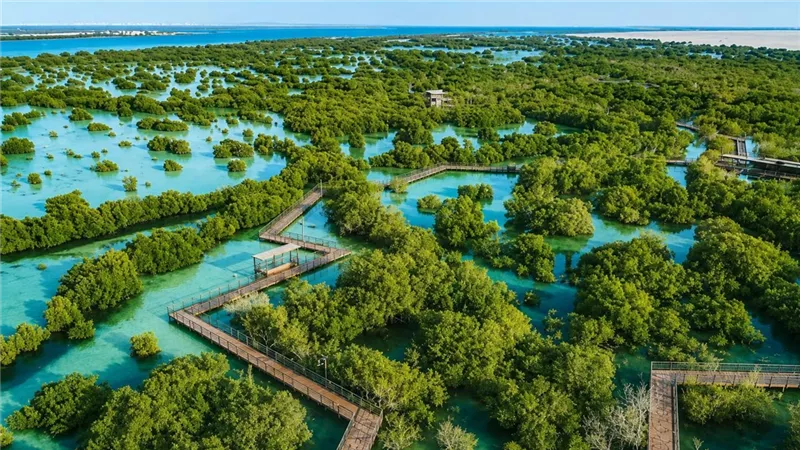 تيفاني آند کو تجدد التزامها بالاستدامة في أبوظبي وتزرع 1837 شجرة