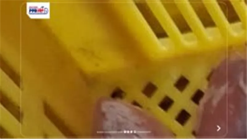 تموين الفيوم يضبط نص طن لحوم ودواجن غير صالحة للاستهلاك الادمى