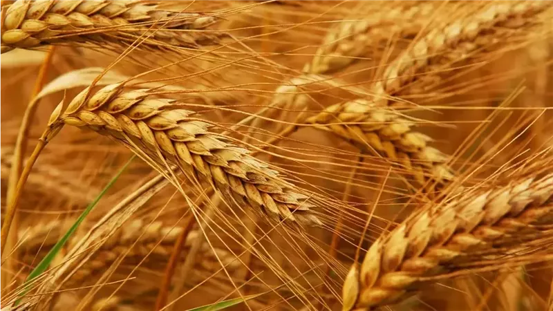 بنسبة بلغت 101.77%.. كفر الشيخ تختتم موسم توريد القمح 2026