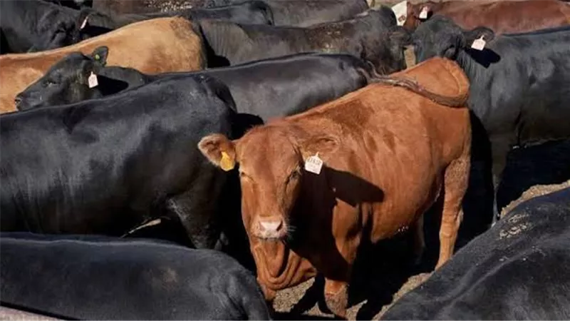 وزير الزراعة يعتمد تمويلات جديدة بـ282 مليون جنيه للمشروع القومي للبتلو