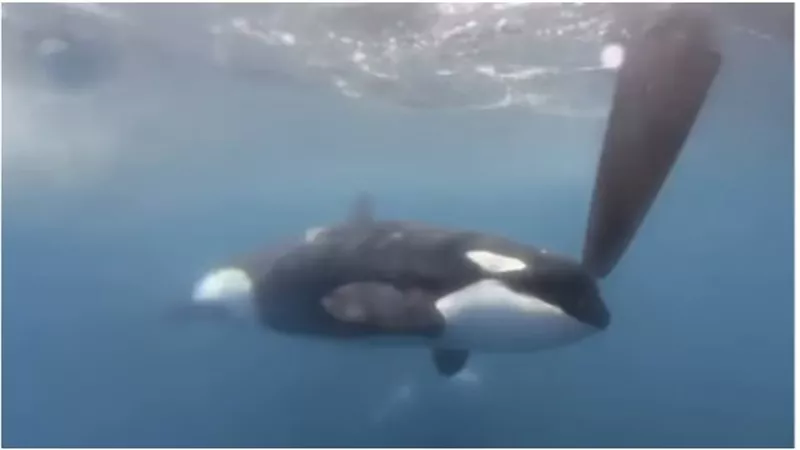 ليلة رعب بطريقة أفلام هوليوود.. حيتان قاتلة تحاصر يخت  وتضطره لطلب الإستغاثة