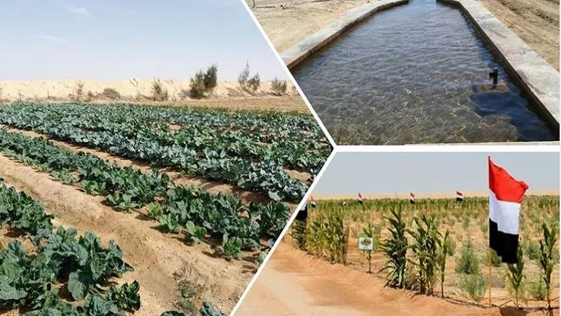 محافظ جنوب سيناء: وضعنا خطة طموحة لتصدير التمور العضوية