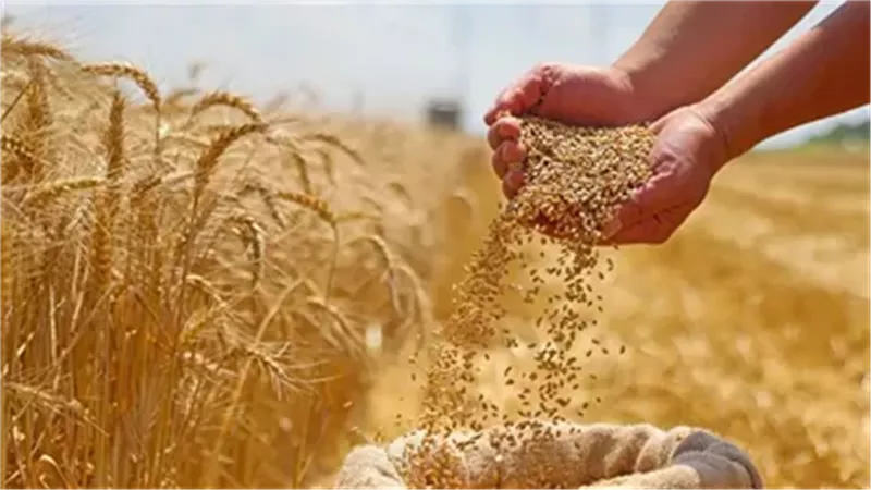  وثيقة رسمية تكشف حجم توريد القمح المحلي حتى 26 أبريل 2025| خاص