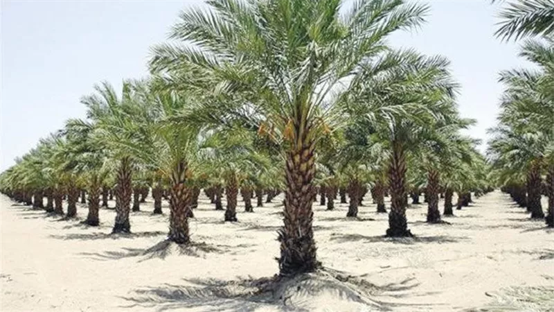مصر تتصدر العالم في إنتاج التمور.. والفاو تختارها كنموذج إقليمي