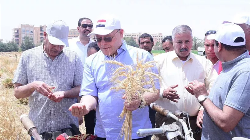 علي مساحة ٢٢ فدان.. بدء موسم حصاد تقاوي القمح بمزرعة جامعة سوهاج