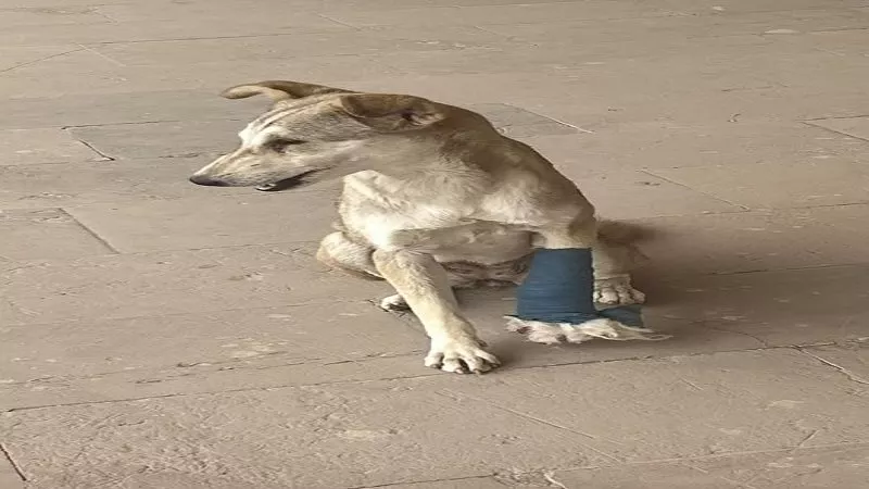 في اليوم العالمي للتوعية بالكلاب ..إصابة 