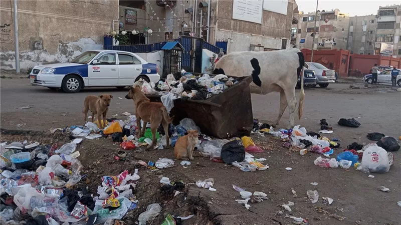 الأبقار تأكل من القمامة ببورسعيد.. والمحافظ يوجه بمصادرتها وتغريم أصحابها |صور