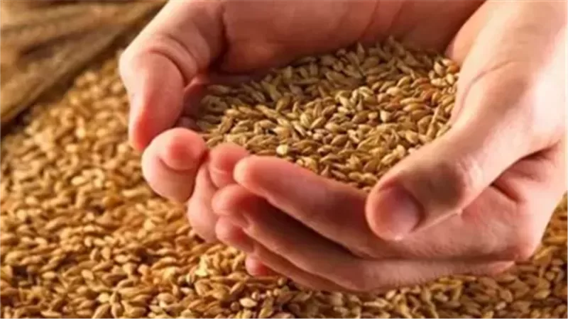 محافظ المنيا: استقبال 282 ألف طن قمح منذ بدء موسم حصاد 2025