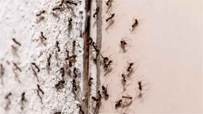 اكتشاف أقدم نملة في التاريخ.. عاشت بين الديناصورات وفكّها 