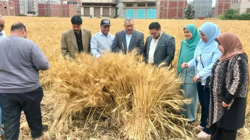 الذهب الأصفر..  انتعاشة في توريد القمح لشون محافظة دمياط 