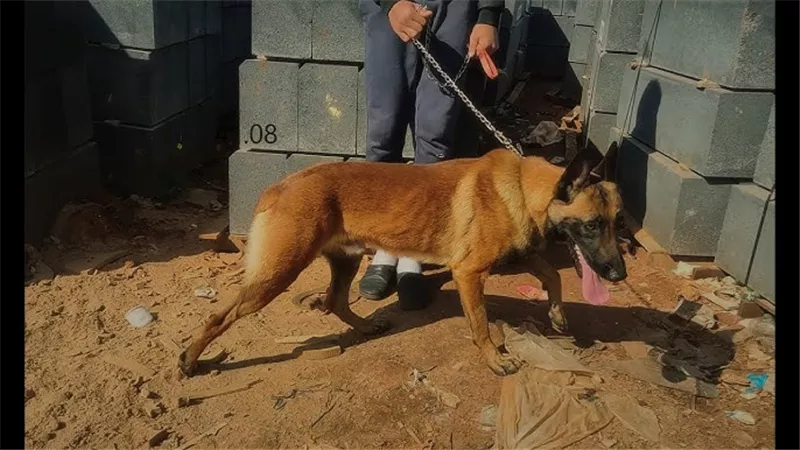 أصابه في وجهه.. كلب يهاجم طفل بكومبوند في التجمع الأول  