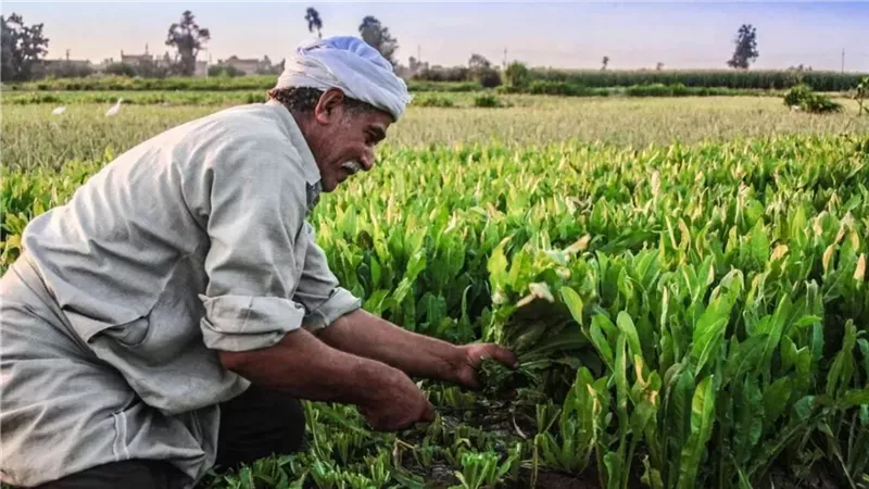 البحوث الزراعية: خريطة جديدة لمواجهة التغيرات المناخية
