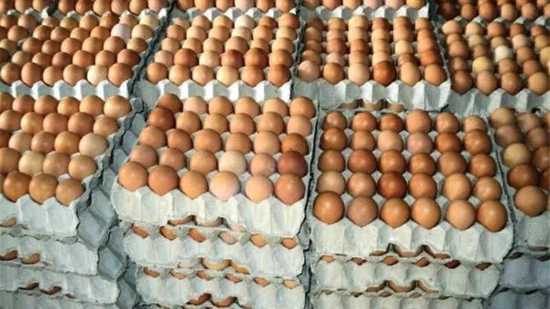 حازم المنوفي: أسعار البيض تواصل التراجع.. والبيضة بـ4 بدلاً من 6 جنيهات