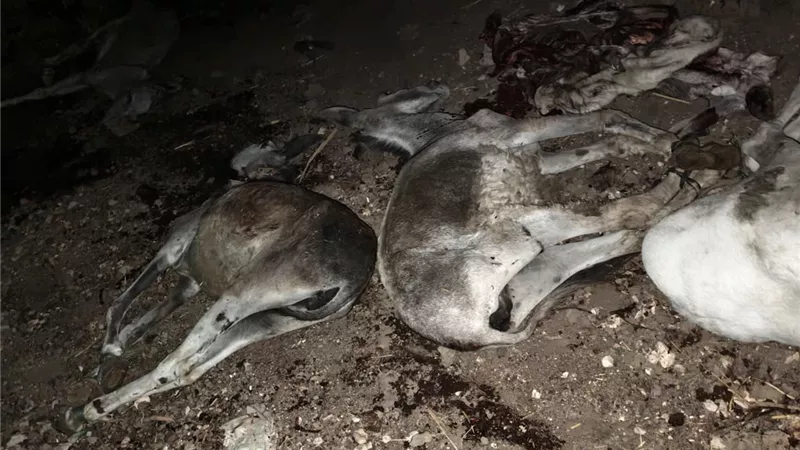 قبل التصرف في الجلود.. سقوط 3 أشخاص متلبسين بذبح الحمير في سوهاج
