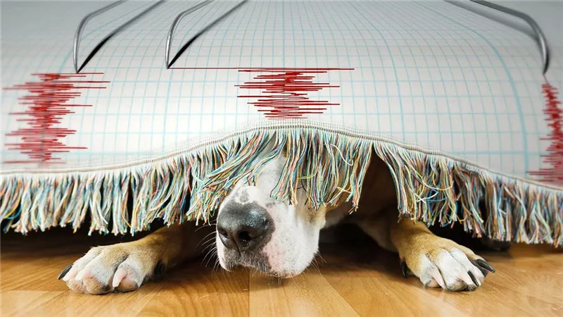 حقيقة وليست خيال.. 5 حيوانات تستطيع التنبؤ بالزلزال قبل وقوعه