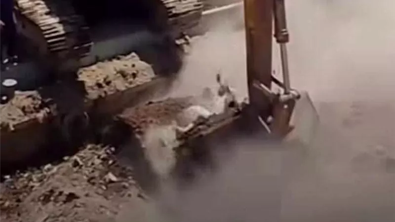 ضبط سائق حفار ألقى مخلفات في نهر النيل بالبلينا.. والري تتخذ إجراءات حاسمة