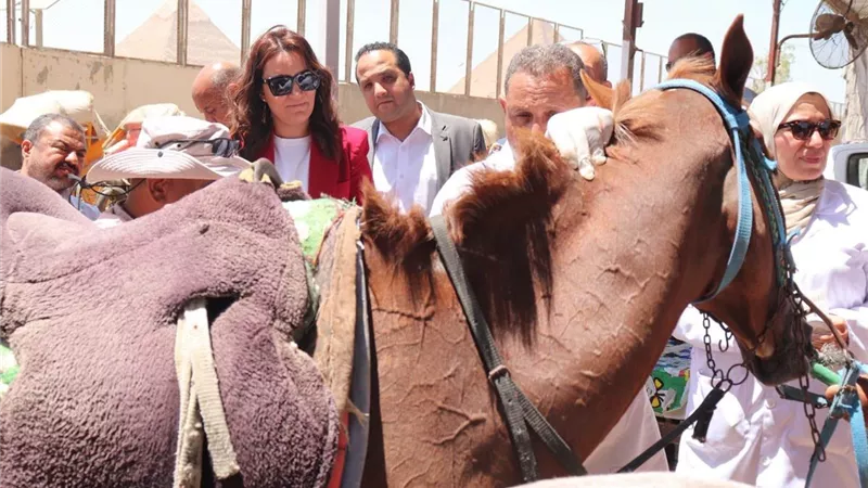 الجيزة تستكمل مشروع التكويد الإلكتروني للدواب لتحسين الخدمات السياحية