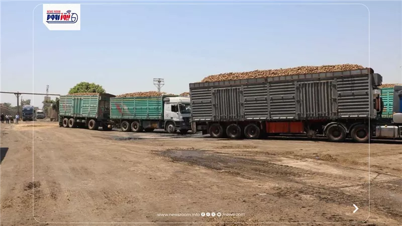  67 ألف فدان بنجر.. كيف تحولت مصانع أبوقرقاص إلى قلعة لإنتاج السكر؟