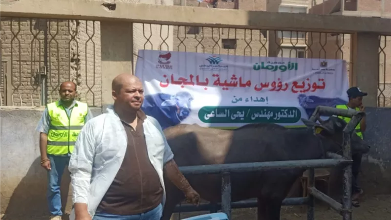 تضامن سوهاج والأورمان يسلمان 10 رؤوس ماشية للأسر الأولى بالرعاية