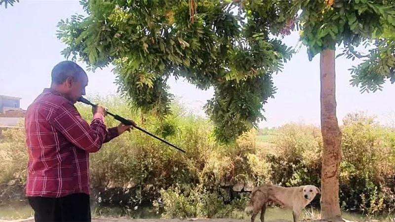 طب البيطرى أسوان تواصل جهودها لحماية الثروة الحيوانية وتعزيز الصحة العامة 