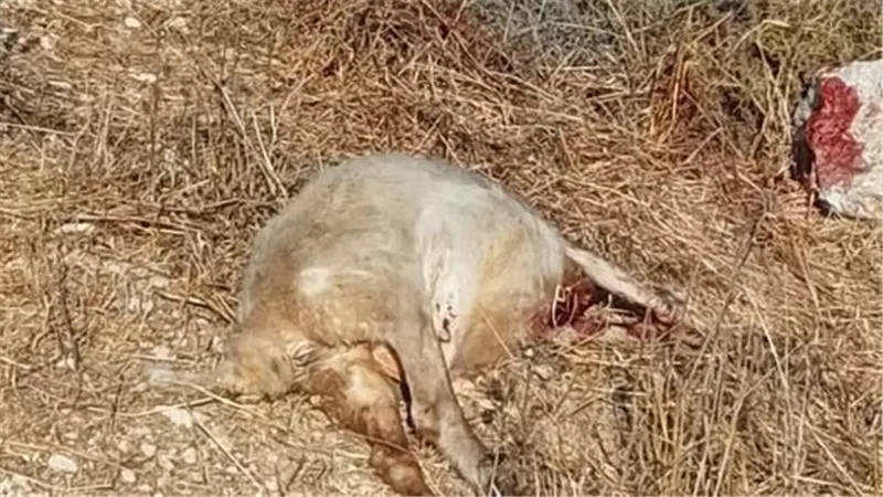 «حتى الحيوانات لم تسلم منهم».. الجيش الإسرائيلي يقتل أغناما في الضفة الغربية 