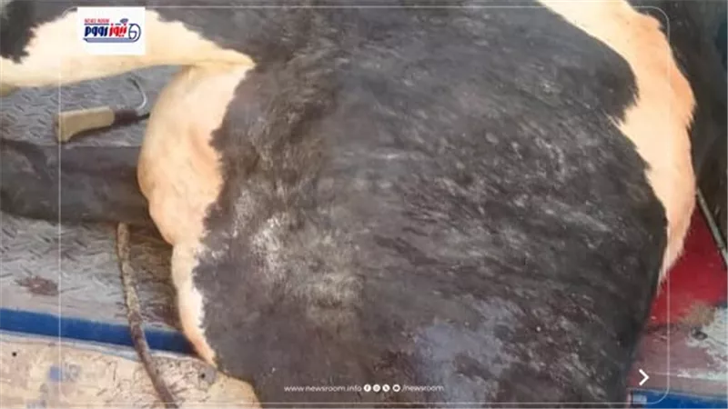 الفيوم.. ضبط بقرة مريضة ذُبحت عقب نفوقها و350 كيلو لحوم ودواجن فاسدة