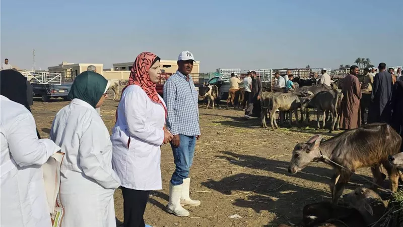 الطب البيطري بالسويس يتابع سوق جنيفة للتأكد من سلامة الحيوانات