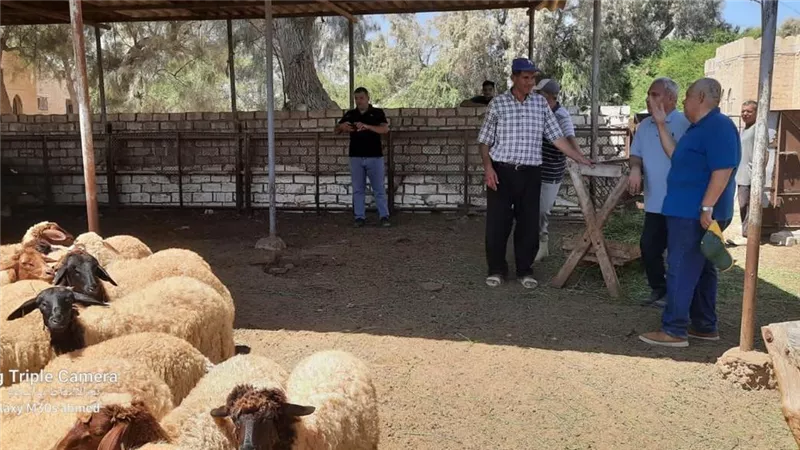 الزراعة تتفقد محطة بحوث الانتاج الحيواني ببرج العرب لمتابعة برامج تحسين السلالات