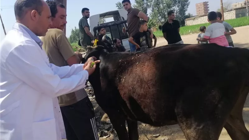 الغربية تواصل دعم الثروة الحيوانية بخدمات بيطرية مجانية في القرى 