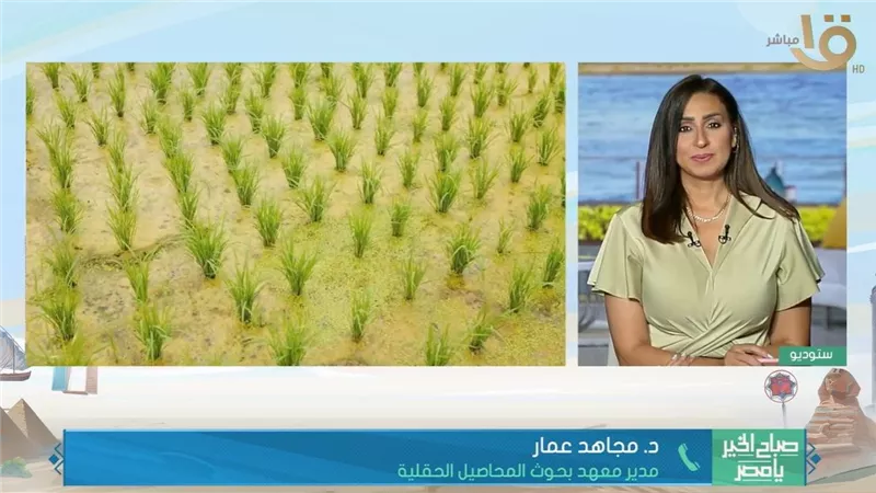 4 أطنان للفدان.. مدير معهد المحاصيل يكشف إنجازًا جديدًا في إنتاج الأرز