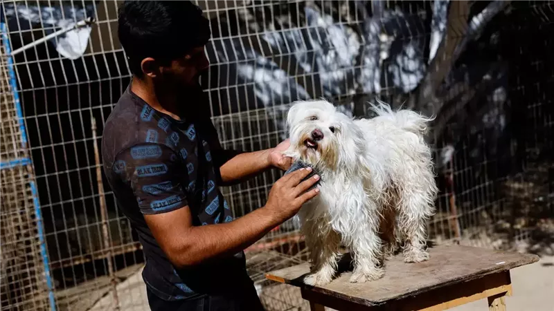 غرامات تصل لـ20 ألف درهم.. المغرب يفرض شروطًا جديدة لاقتناء الحيوانات الأليفة