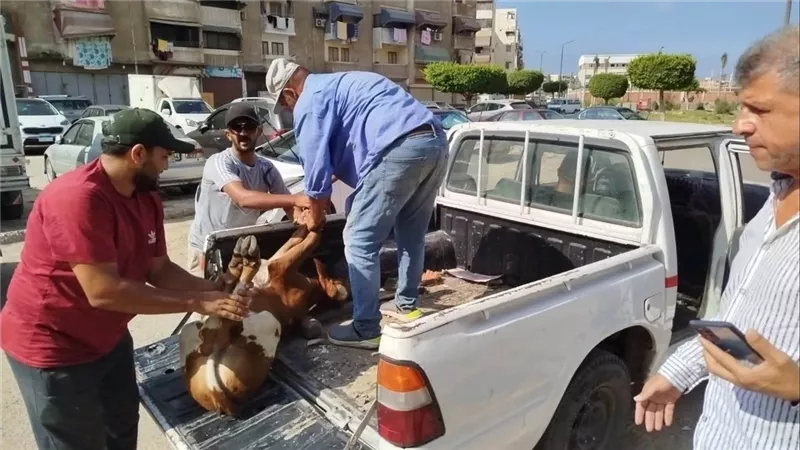 رئيس حي الزهور: مصادرة عجل في حملة لمنع انتشار الابقار المتجولة في الشوارع