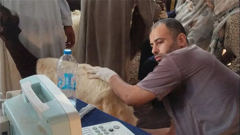 أسيوط: تسليم 133 رأسًا من الأغنام والماعز لـ64 أسرة بالفتح لتحويل الدعم لمشروعات إنتاجية