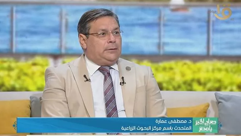 «من 10 لـ25 أردبا».. البحوث الزراعية تكشف قفزة إنتاجية فدان القمح
