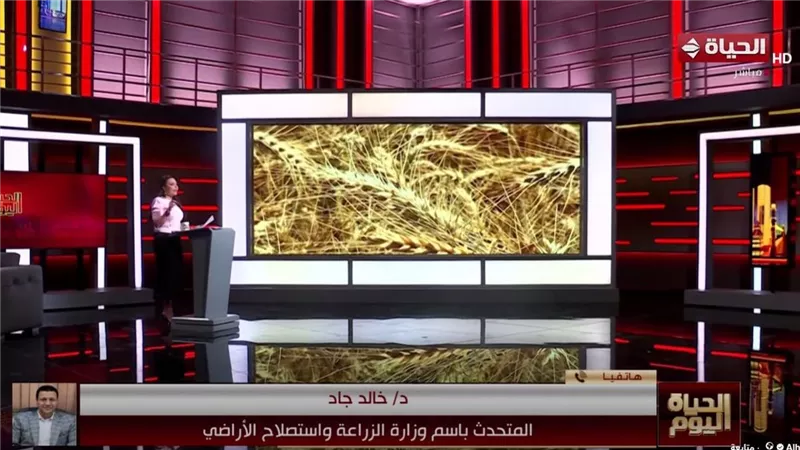 متحدث وزارة الزراعة: نستهدف الاقتراب من 4 ملايين فدان قمح بالموسم المقبل