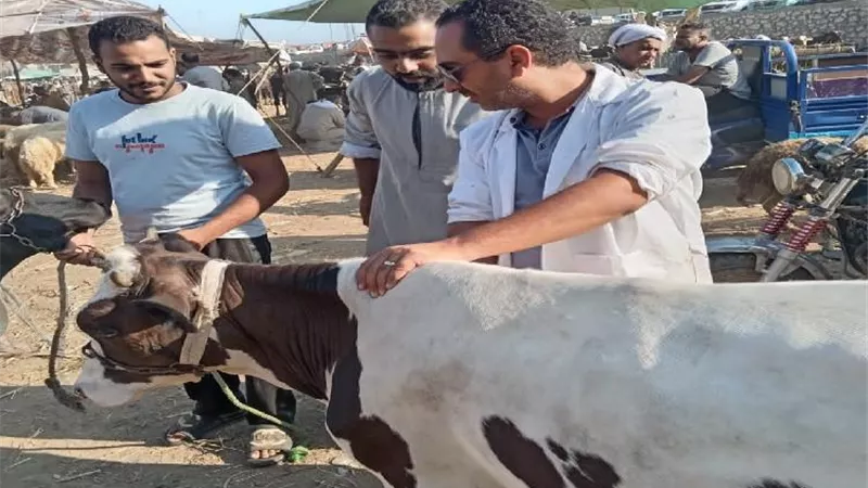 محافظة الجيزة: انطلاق الحملة القومية الثانية للتحصين ضد الحمى القلاعية والوادي