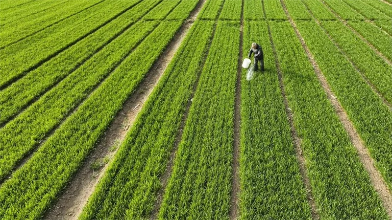 وول ستريت جورنال: نقص الأسمدة يهدد الأمن الغذائي في الولايات المتحدة 