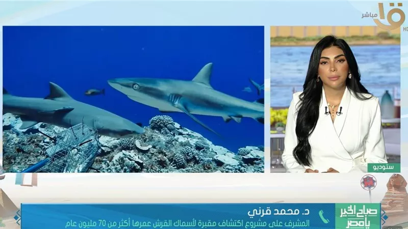 7 أنواع من أسماك القرش.. تفاصيل اكتشاف نادر في الصحراء الغربية