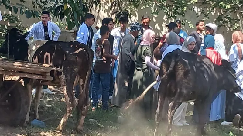 1300 حالة..  جامعة كفر الشيخ تطلق قافلة بيطرية مجانية بقرية دقلت