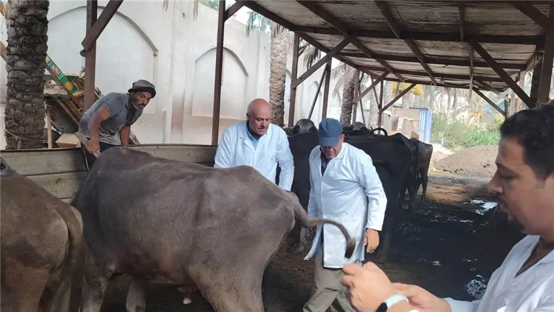 بيطري دمياط يواصل حملة التحصين ضد الحمى القلاعية وحمى الوادي المتصدع