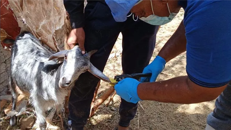 الطب البيطري بالبحر الأحمر يواصل أعمال الحملة القومية للتحصين ضد الحمى القلاعي