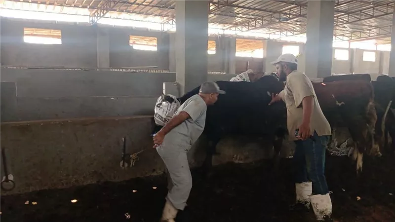 حملة مكثفة لتحصين الماشية بقرية الرائد بالسويس ضد الحمى القلاعية وحمى الوادي 